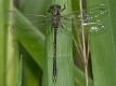 Hemigomphus theischingeri male-3